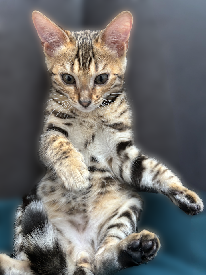 Photo of kitten